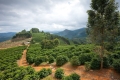 Farm_Dutra_05.jpg